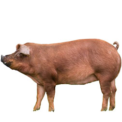 Duroc Pig