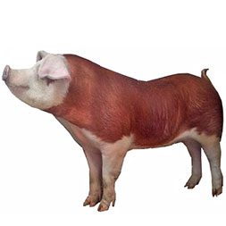 Hereford Hog Pig