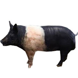 HSX 1 Pig