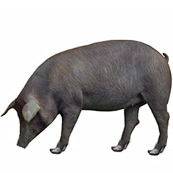 Ibérico Pig