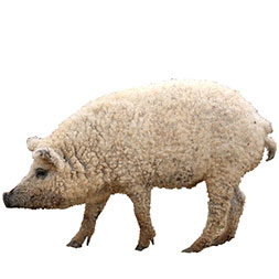 Mangalitsa Pig