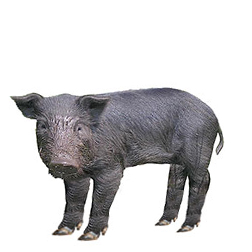 Mulefoot Hog / American Hog