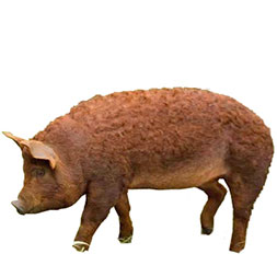 Red Wattle Pig