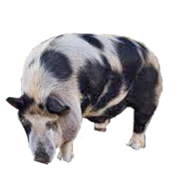Baudin Pig