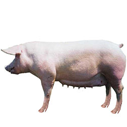 Belgian Landrace Pig