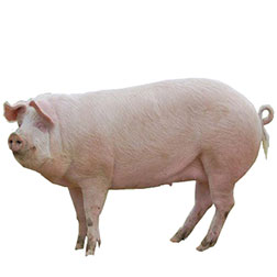 British Landrace Pig