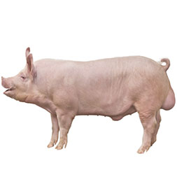 Canadian Landrace Pig