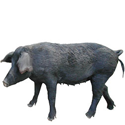 Creole Pig