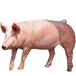 Dutch Landrace Pig