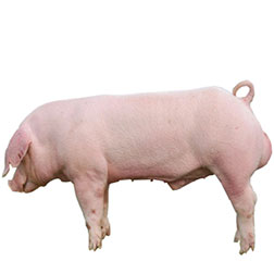French Landrace Pig