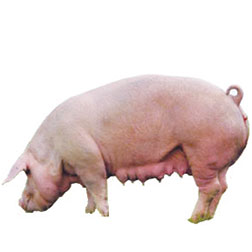 Italian Landrace Pig
