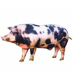 Lithuanian Native Pig
