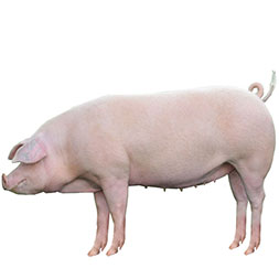 Norwegian Landrace