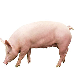 Polish Landrace Pig