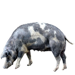 Swedish Landrace Pig