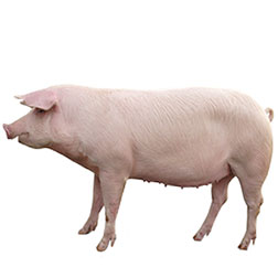 Swiss Landrace Pig
