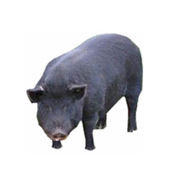 American Guinea Pig