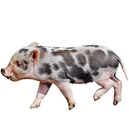 American Mini Pig