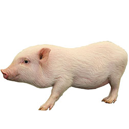 Göttingen Pig