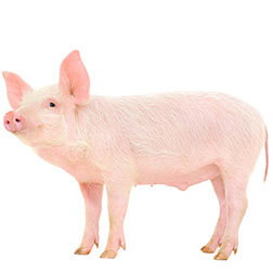 Hanford Mini Pig