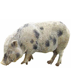 Juliana Pig