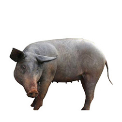 Yukatan Pig