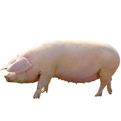 British Lop Pig