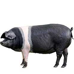 British Saddleback Pig