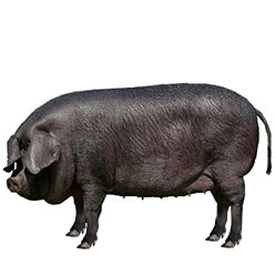 Large Black Pig