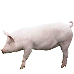 American Landrace Pig