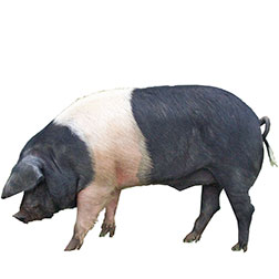 Angeln Saddleback Pig