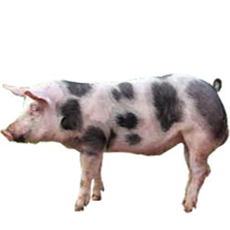 Belgian Piétrain Pig