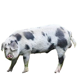 Bentheim Black Pied
