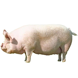 Middle White Pig