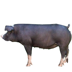 Poland China Pig