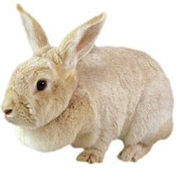 Commercial Rabbit Breeds