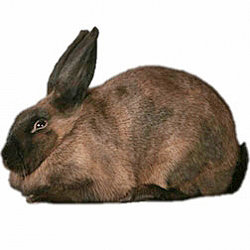 American Sable Rabbit