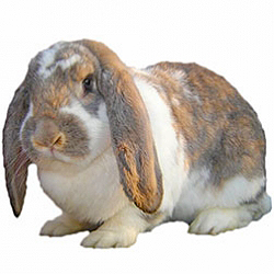 French Lop Rabbit