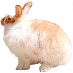Satin Angora Rabbit