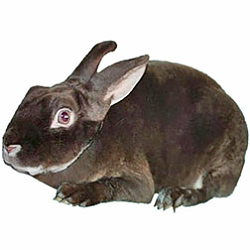 Silver Marten Rabbit
