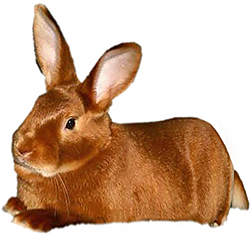 Satin Rabbit