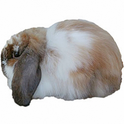 American Fuzzy Lop Rabbit