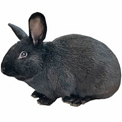 Havana Rabbit