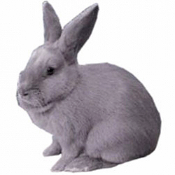 Lilac Rabbit