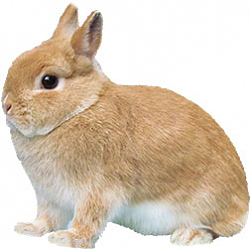 Netherland Dwarf Rabbit