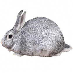 Standard Chinchilla Rabbit