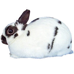 Polish Rabbit