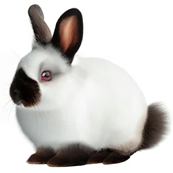 Himalayan Rabbit