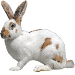Fully Arched Rabbit Breeds