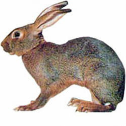 Belgian Hare Rabbit